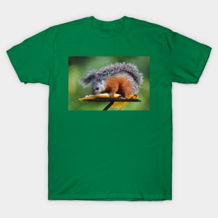 Variegated Squirrel T-Shirt